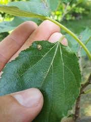 Psyllobora confluens