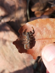 Uroplectes olivaceus