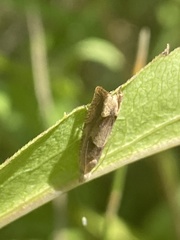Eucosma conterminana