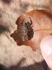 Uroplectes olivaceus