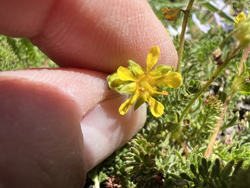 Image of Ivesia Tweedyi by no rights reserved