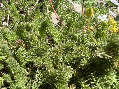 Image of Tweedy's Ivesia (Ivesia tweedyi) by no rights reserved