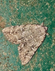 Catocala habilis