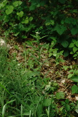 Achillea pannonica