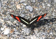 Heliconius telesiphe