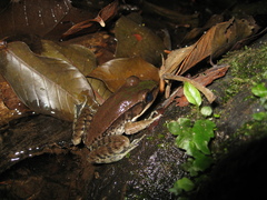 Lithobates palmipes