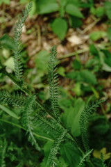 Achillea pannonica