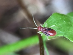 Orthonotus rufifrons