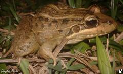 Leptodactylus macrosternum