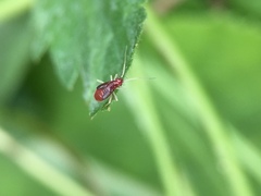 Orthonotus rufifrons