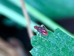 Orthonotus rufifrons