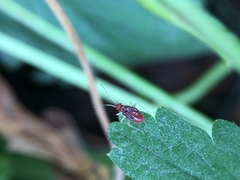 Orthonotus rufifrons