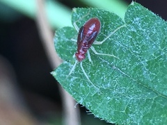 Orthonotus rufifrons