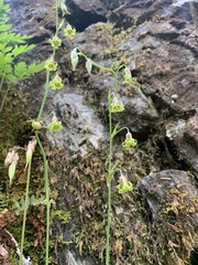 Anticlea occidentalis