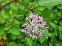 Allium lineare
