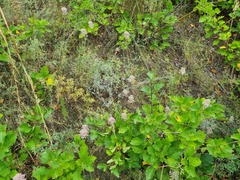 Allium lineare