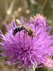 Halictus sexcinctus