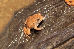 Fowler's Toad photo 2