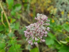 Allium lineare