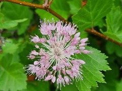 Allium lineare