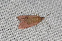 Celypha rosaceana