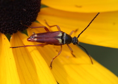 Typocerus acuticauda