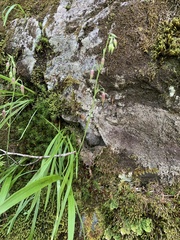 Anticlea occidentalis