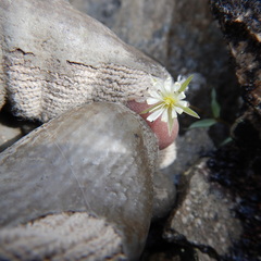 Stellaria alaskana