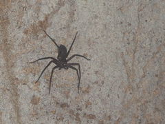Heteropoda strasseni