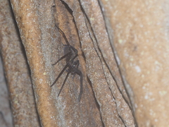 Heteropoda strasseni
