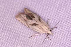 Eucosma metzneriana