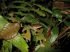 Lithobates palmipes