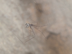 Psilodercidae