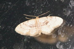 Idaea laevigata