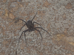 Heteropoda strasseni