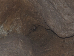 Heteropoda strasseni