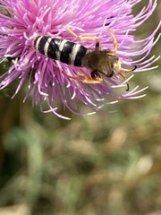 Halictus sexcinctus