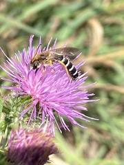 Halictus sexcinctus