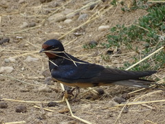 Hirundo rustica