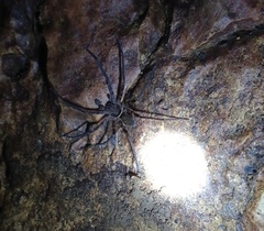 Heteropoda strasseni