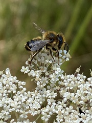 Megachile ericetorum