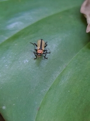 Discodon cinctum