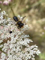 Megachile ericetorum