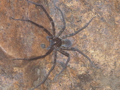 Heteropoda strasseni