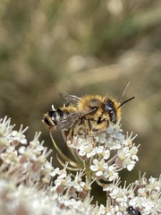 Megachile ericetorum