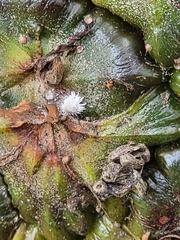 Dysmicoccus brevipes