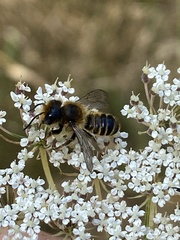Megachile ericetorum