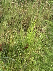 Xyris caroliniana