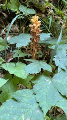 Orobanche salviae