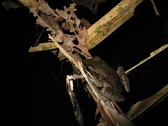 Lithobates palmipes